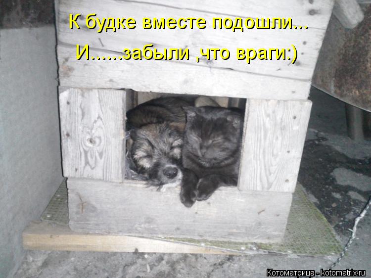 Котоматрица: К будке вместе подошли... И......забыли ,что враги:)