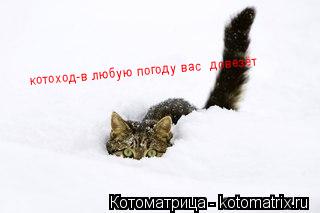 котоход-в любую погоду вас довезёт... Котоматрица: котоход-в любую погоду вас довезёт
