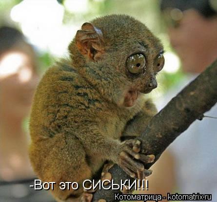 -Вот это СИСЬКИ!!!... Котоматрица: -Вот это СИСЬКИ!!!