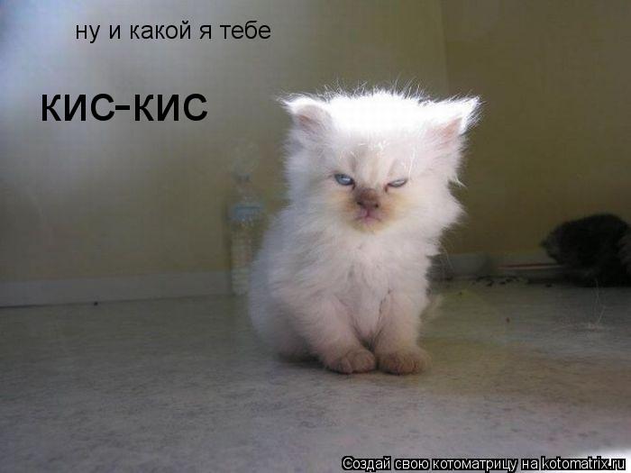 ну и какой я тебе кис-кис... Котоматрица: ну и какой я тебе кис-кис
