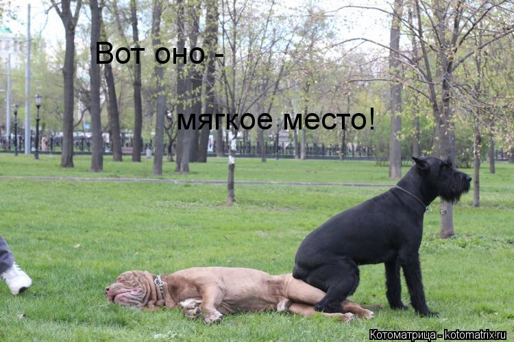 Вот оно - мягкое место!... Котоматрица: Вот оно - мягкое место!