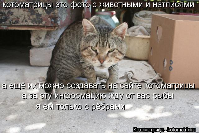 котоматрицы это фото с животными и натписями а ещё их можно создавать на сайте котоматрицы а за эту и... Котоматрица: котоматрицы это фото с животными и натписями а ещё их можно создавать на сайте котоматрицы а за эту информацию жду от вас рыбы я ем только с