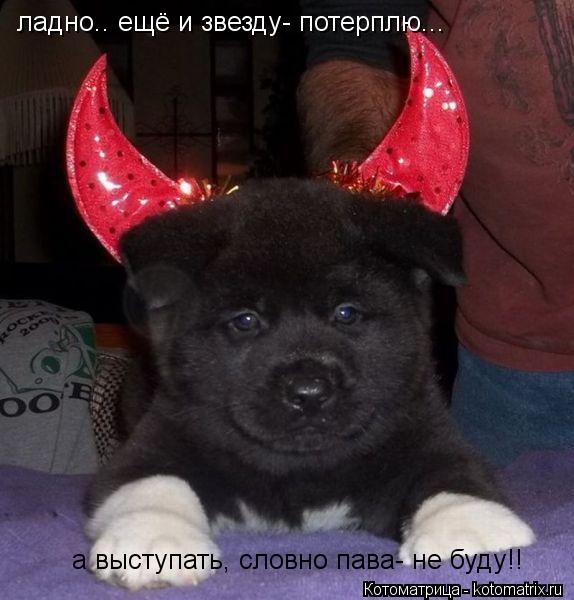 ладно.. ещё и звезду- потерплю... а выступать, словно пава- не буду!!... Котоматрица: ладно.. ещё и звезду- потерплю... а выступать, словно пава- не буду!!