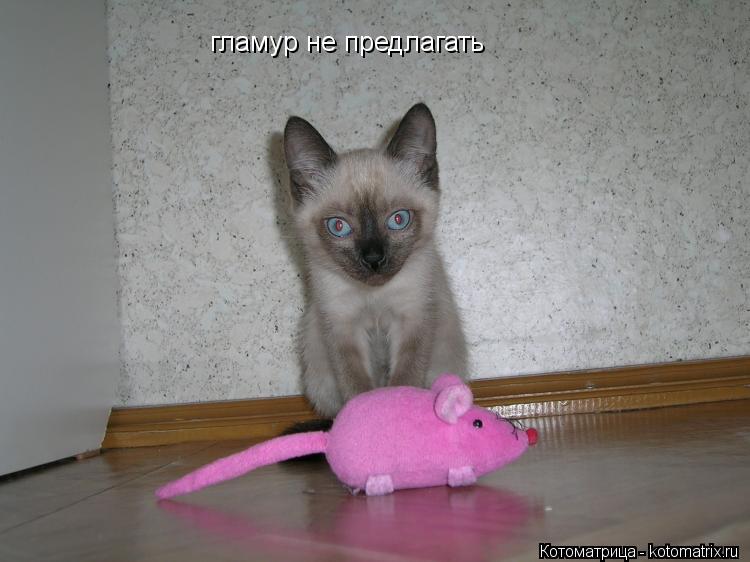 гламур не предлагать... Котоматрица: гламур не предлагать