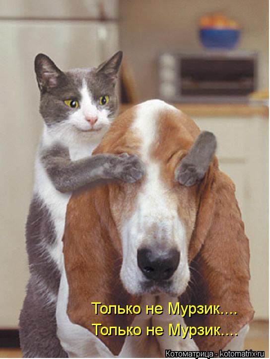 Только не Мурзик.... Только не Мурзик....... Котоматрица: Только не Мурзик.... Только не Мурзик....