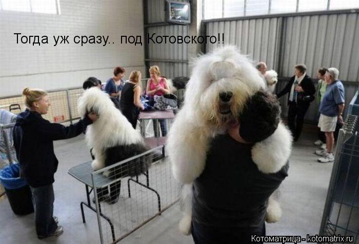 Тогда уж сразу.. под Котовского!!... Котоматрица: Тогда уж сразу.. под Котовского!!