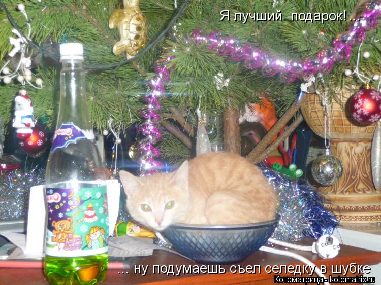 Я лучший подарок! ... ... ну подумаешь съел селедку в шубке... Котоматрица: Я лучший подарок! ... ... ну подумаешь съел селедку в шубке