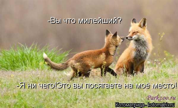 -Вы что милейший? -Я ни чего!Это вы посягаете на моё место!... Котоматрица: -Вы что милейший? -Я ни чего!Это вы посягаете на моё место!