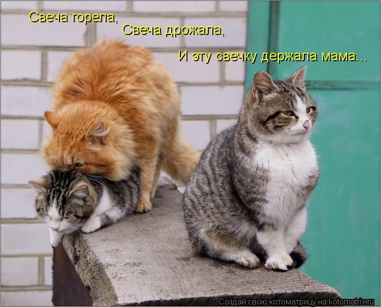 Свеча горела, Свеча дрожала, И эту свечку держала мама...... Котоматрица: Свеча горела, Свеча дрожала, И эту свечку держала мама...
