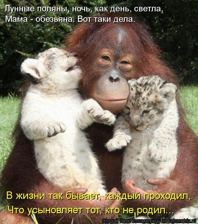 Лунные поляны, ночь, как день, светла. Мама - обезьяна. Вот таки дела. Что усыновляет тот, кто не род... Котоматрица: Лунные поляны, ночь, как день, светла. Мама - обезьяна. Вот таки дела. Что усыновляет тот, кто не родил... В жизни так бывает, каждый проходил,