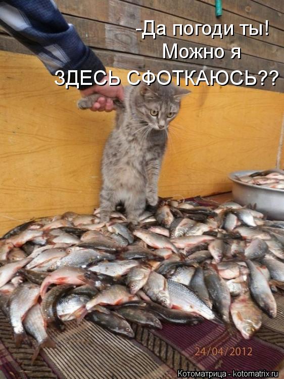 -Да погоди ты! Можно я ЗДЕСЬ СФОТКАЮСЬ??... Котоматрица: -Да погоди ты! Можно я ЗДЕСЬ СФОТКАЮСЬ??