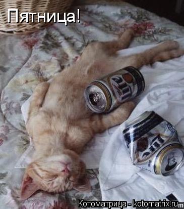 Пятница!... Котоматрица: Пятница!