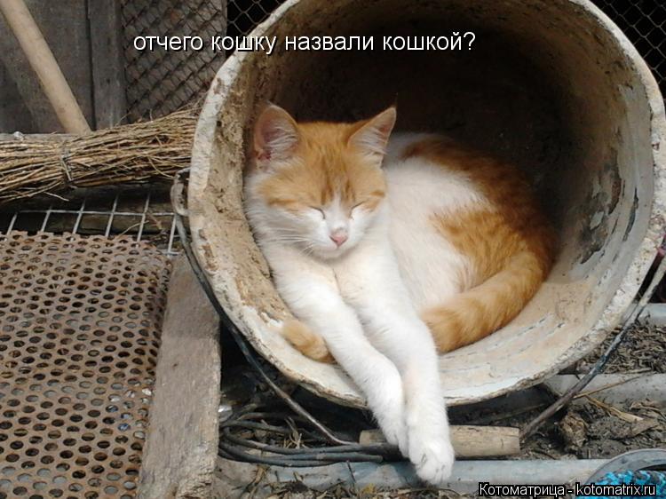 отчего кошку назвали кошкой?... Котоматрица: отчего кошку назвали кошкой?