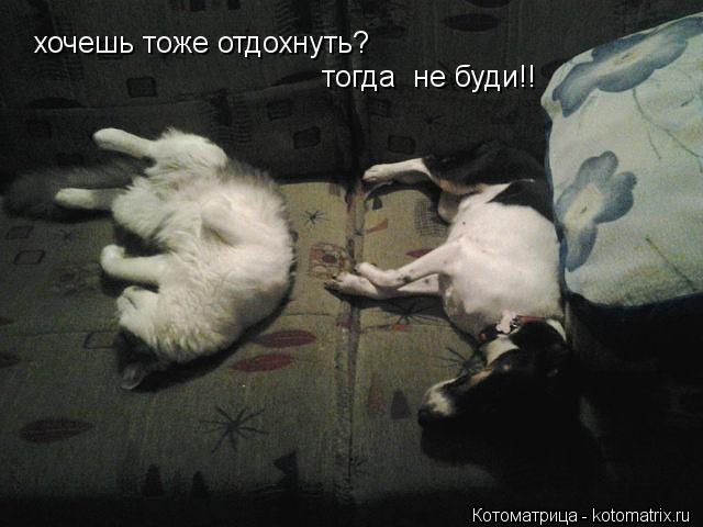 хочешь тоже отдохнуть? тогда не буди!!... Котоматрица: хочешь тоже отдохнуть? тогда не буди!!
