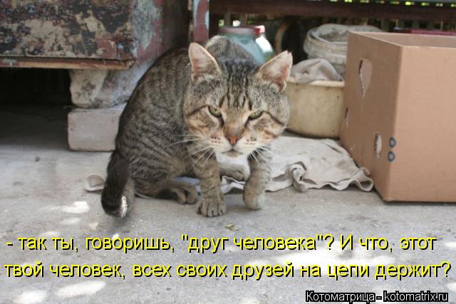 - так ты, говоришь, "друг человека"? И что, этот твой человек, всех своих друзей на цепи держит?... Котоматрица: - так ты, говоришь, "друг человека"? И что, этот твой человек, всех своих друзей на цепи держит?
