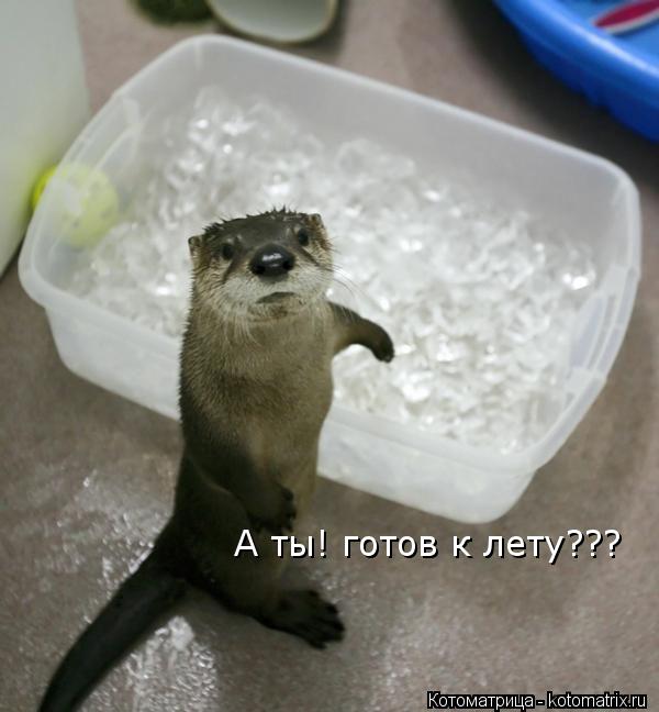 А ты! готов к лету???... Котоматрица: А ты! готов к лету???