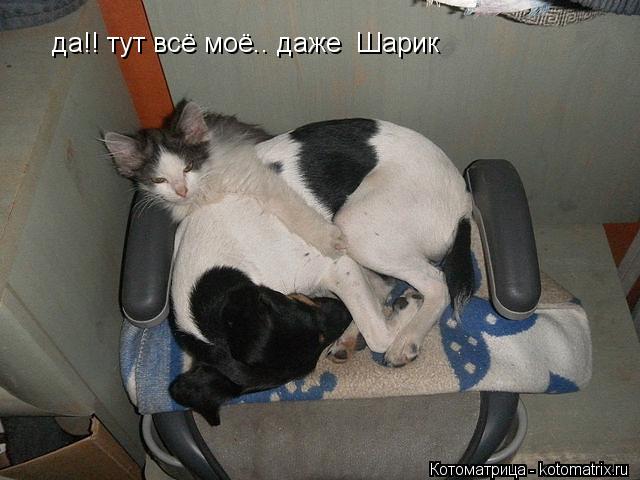 да!! тут всё моё.. даже Шарик... Котоматрица: да!! тут всё моё.. даже Шарик