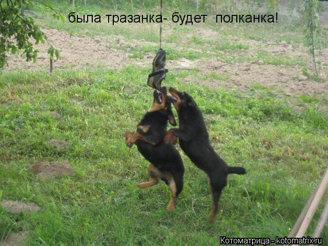 была тразанка- будет полканка!... Котоматрица: была тразанка- будет полканка!