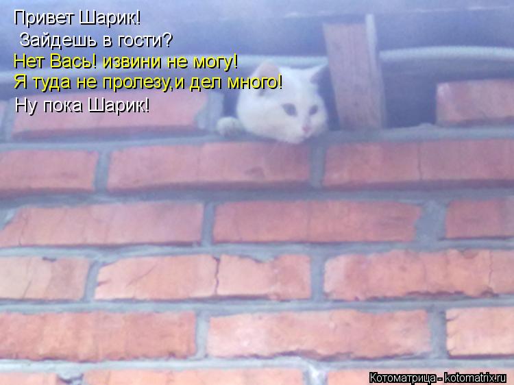 Привет Шарик! Зайдешь в гости? Нет Вась! извини не могу! Я туда не пролезу,и дел много! Ну пока Шарик... Котоматрица: Привет Шарик! Зайдешь в гости? Нет Вась! извини не могу! Я туда не пролезу,и дел много! Ну пока Шарик!