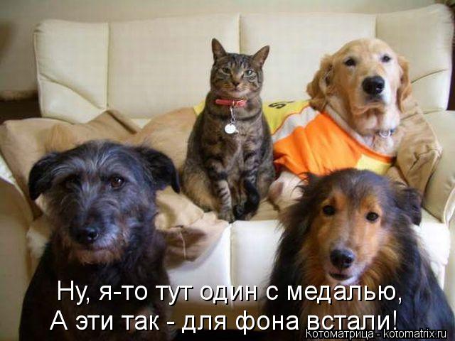 Котоматрица: Ну, я-то тут один с медалью, А эти так - для фона встали!
