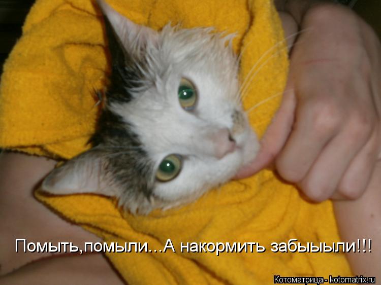 Помыть,помыли...А накормить забыыыли!!!... Котоматрица: Помыть,помыли...А накормить забыыыли!!!