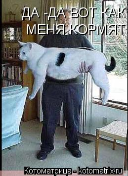 Котоматрица: ДА -ДА ВОТ КАК МЕНЯ КОРМЯТ  МЕНЯ КОРМЯТ