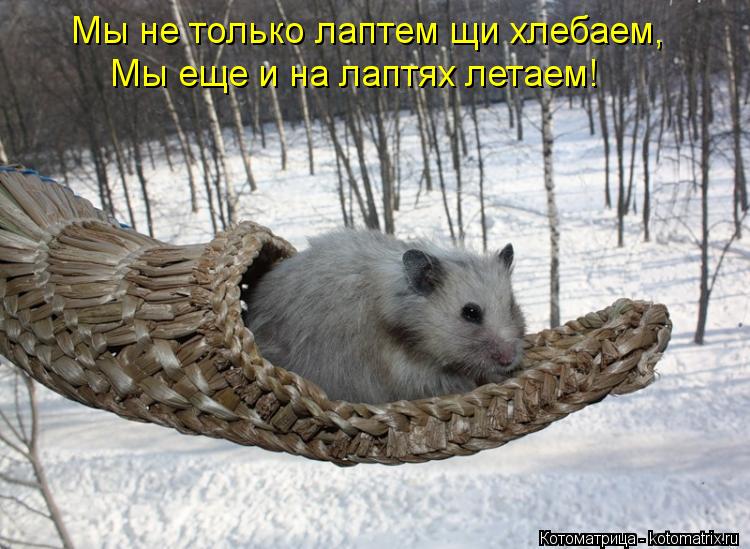 Мы не только лаптем щи хлебаем, Мы еще и на лаптях летаем!... Котоматрица: Мы не только лаптем щи хлебаем, Мы еще и на лаптях летаем!