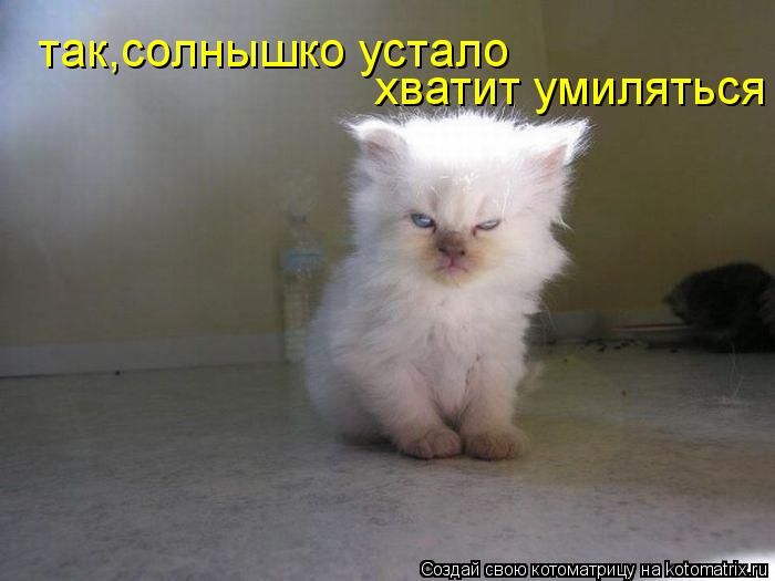 так,солнышко устало хватит умиляться... Котоматрица: так,солнышко устало хватит умиляться