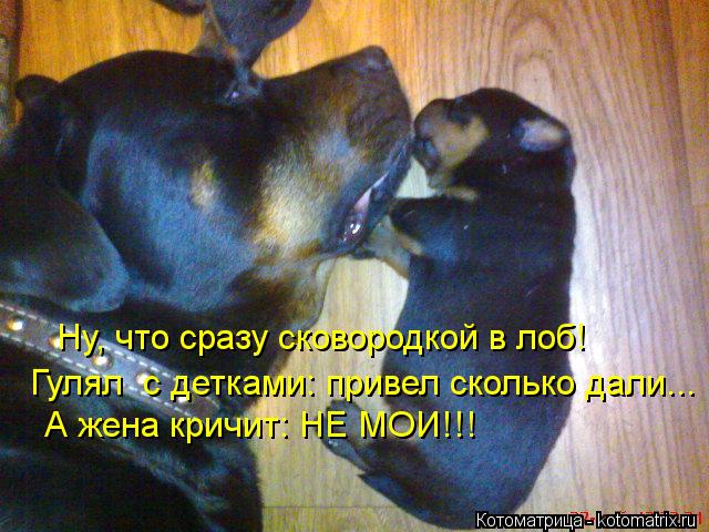 Ну, что сразу сковородкой в лоб! Гулял с детками: привел сколько дали... А жена кричит: НЕ МОИ!!!... Котоматрица: Ну, что сразу сковородкой в лоб! Гулял с детками: привел сколько дали... А жена кричит: НЕ МОИ!!!