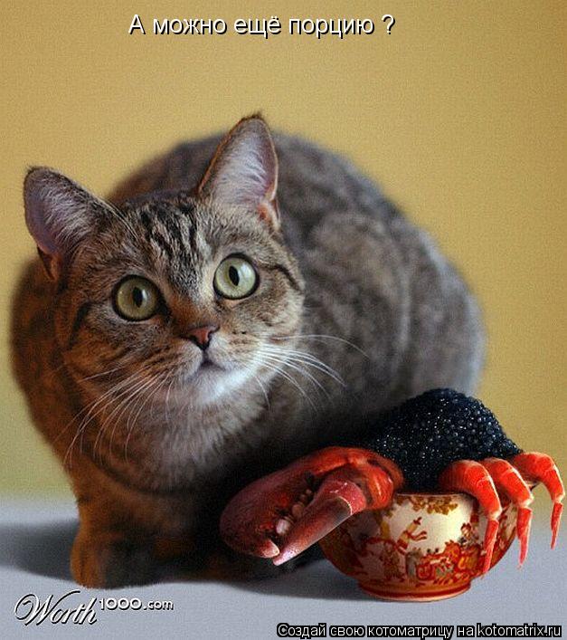 А можно ещё порцию ?... Котоматрица: А можно ещё порцию ?