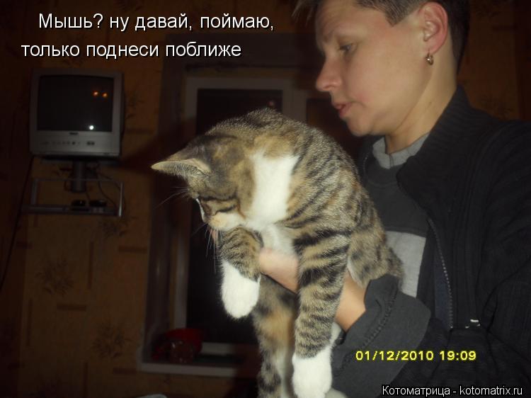 Мышь? ну давай, поймаю, только поднеси поближе... Котоматрица: Мышь? ну давай, поймаю, только поднеси поближе