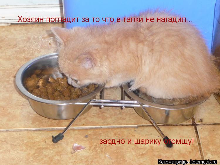 заодно и шарику отомщу! Хозяин погладит за то что в тапки не нагадил...... Котоматрица: заодно и шарику отомщу! Хозяин погладит за то что в тапки не нагадил...