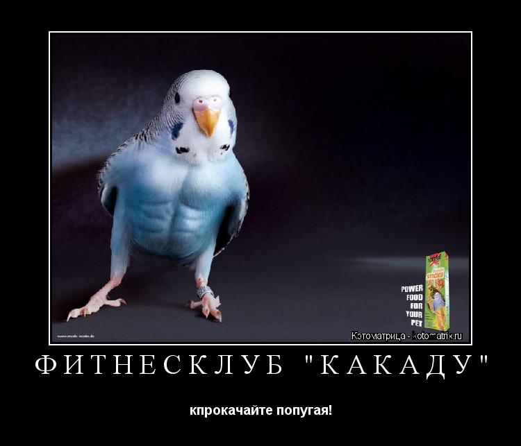 Фитнесклуб "Какаду" кпрокачайте попугая!... Котоматрица: Фитнесклуб "Какаду" кпрокачайте попугая!