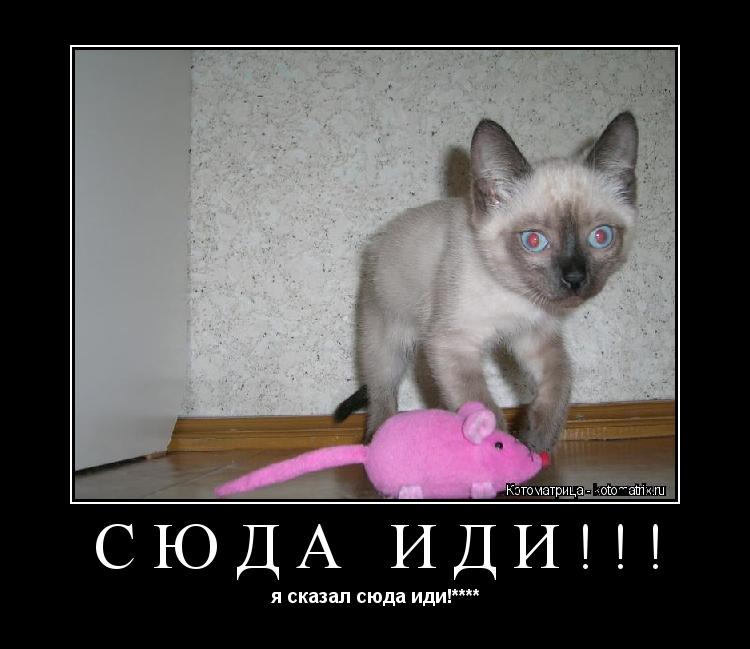 СЮДА ИДИ!!! я сказал сюда иди!****... Котоматрица: СЮДА ИДИ!!! я сказал сюда иди!****