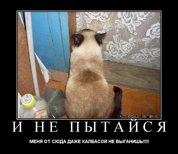 И НЕ ПЫТАЙСЯ МЕНЯ ОТ СЮДА ДАЖЕ КАЛБАСОЙ НЕ ВЫГАНИШЬ!!!!!... Котоматрица: И НЕ ПЫТАЙСЯ МЕНЯ ОТ СЮДА ДАЖЕ КАЛБАСОЙ НЕ ВЫГАНИШЬ!!!!!
