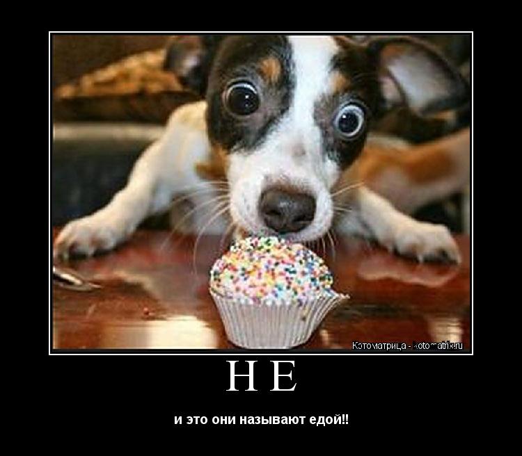 НЕ и это они называют едой!!... Котоматрица: НЕ и это они называют едой!!