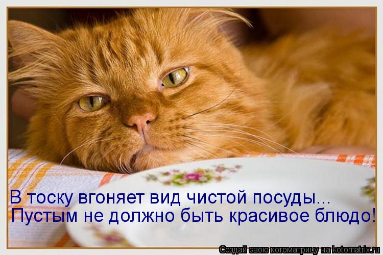 Котоматрица: Пустым не должно быть красивое блюдо! В тоску вгоняет вид чистой посуды...