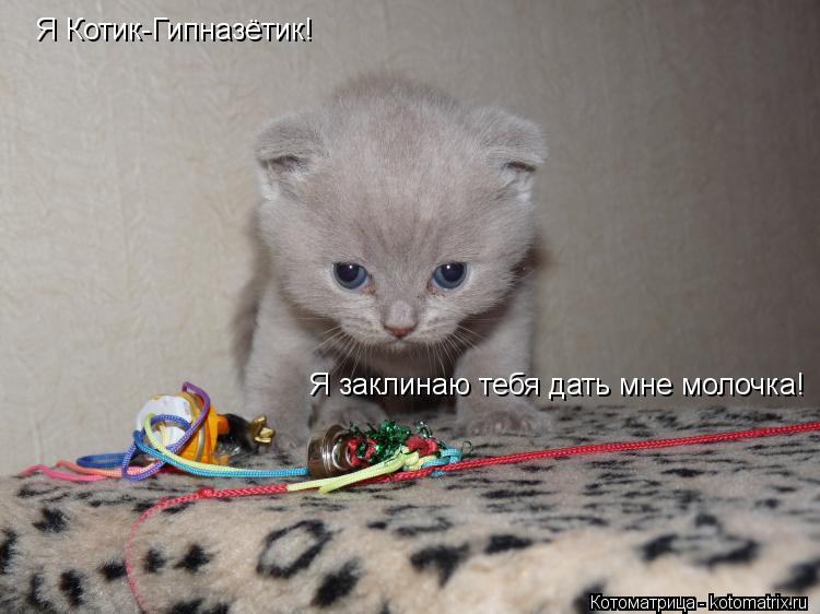Котоматрица: Я Котик-Гипназётик! Я заклинаю тебя дать мне молочка!