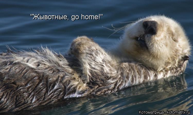 Котоматрица: "Жывотные, go home!"