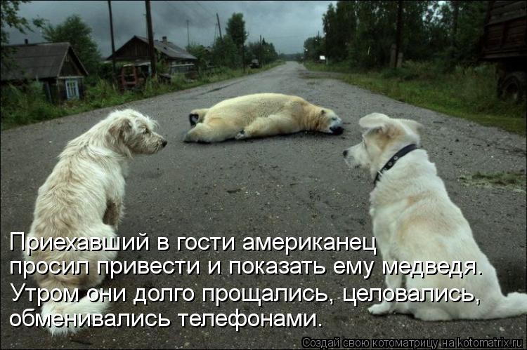 Котоматрица: Приехавший в гости американец просил привести и показать ему медведя. Утром они долго прощались, целовались, обменивались телефонами.