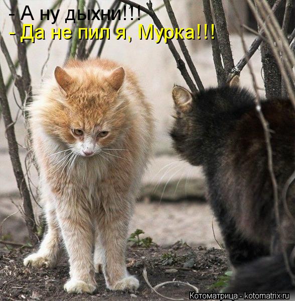 - А ну дыхни!!! - Да не пил я, Мурка!!!... Котоматрица: - А ну дыхни!!! - Да не пил я, Мурка!!!