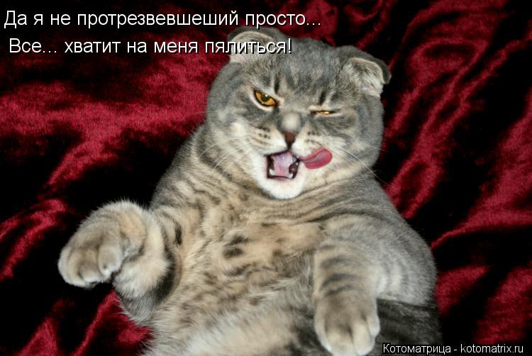 Котоматрица: Да я не протрезвевшеший просто... Все... хватит на меня пялиться!