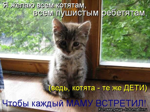 Я желаю всем котятам, всем пушистым ребетятам, (ведь, котята - те же ДЕТИ) Чтобы каждый МАМУ ВСТРЕТИЛ... Котоматрица: Я желаю всем котятам, всем пушистым ребетятам, (ведь, котята - те же ДЕТИ) Чтобы каждый МАМУ ВСТРЕТИЛ!