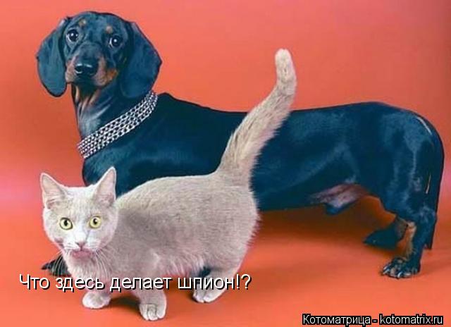 Котоматрица: Что здесь делает шпион!?