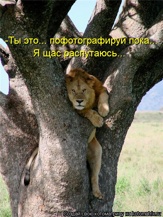 Котоматрица: -Ты это... пофотографируй пока... Я щас распутаюсь...