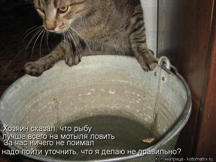 Котоматрица: Хозяин сказал, что рыбу  лучше всего на мотыля ловить За час ничего не поимал надо пойти уточнить, что я делаю не правильно?