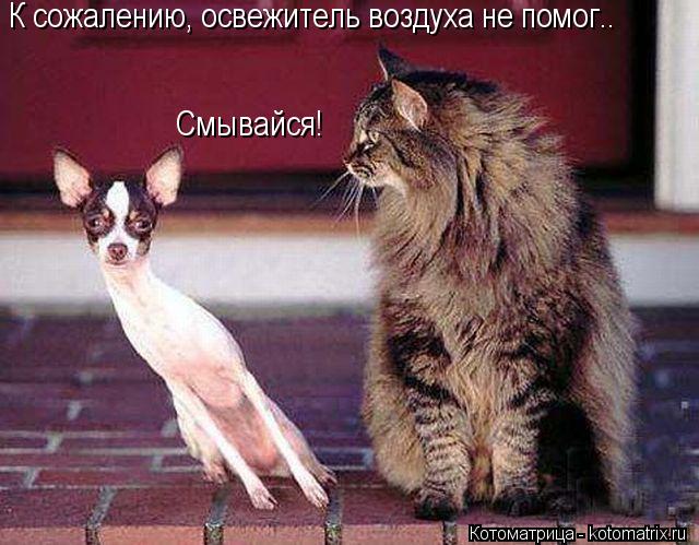 Котоматрица: К сожалению, освежитель воздуха не помог.. Смывайся!
