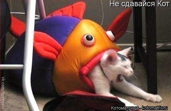Не сдавайся Кот... Котоматрица: Не сдавайся Кот