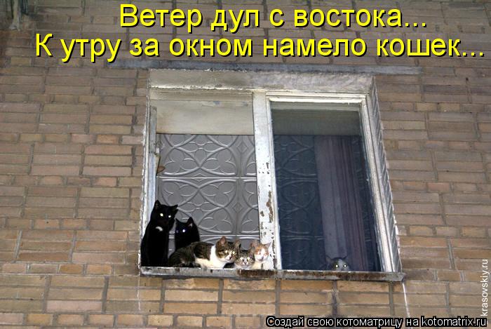 Котоматрица: Ветер дул с востока... К утру за окном намело кошек...