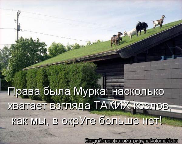 Котоматрица: как мы, в окрУге больше нет! Права была Мурка: насколько хватает взгляда ТАКИХ козлов,